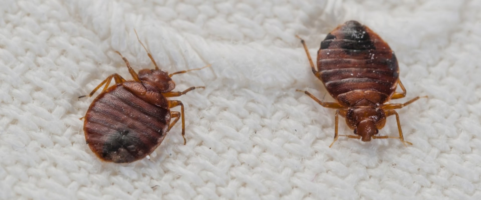 Can you be inside when they spray for bugs?