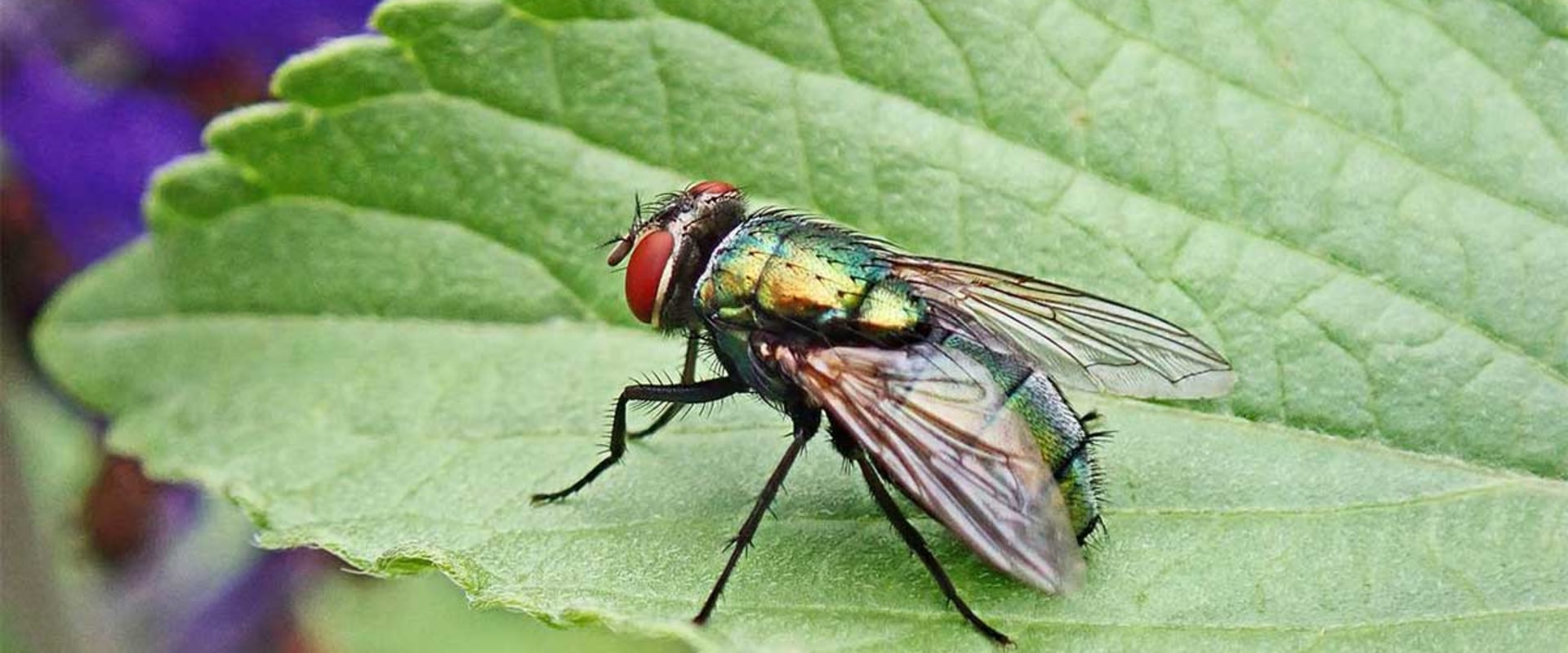 View of DEWEY PEST & TERMITE CONTROL - Updated March 2026 - Yelp