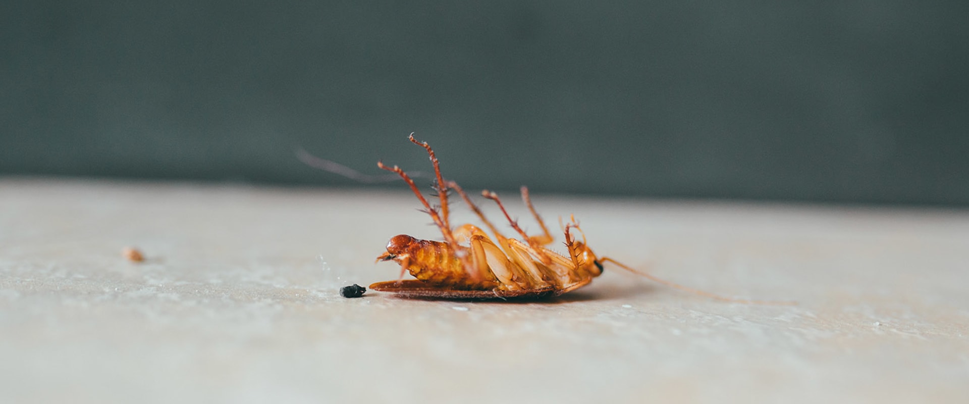 Which are the rules of pest prevention?