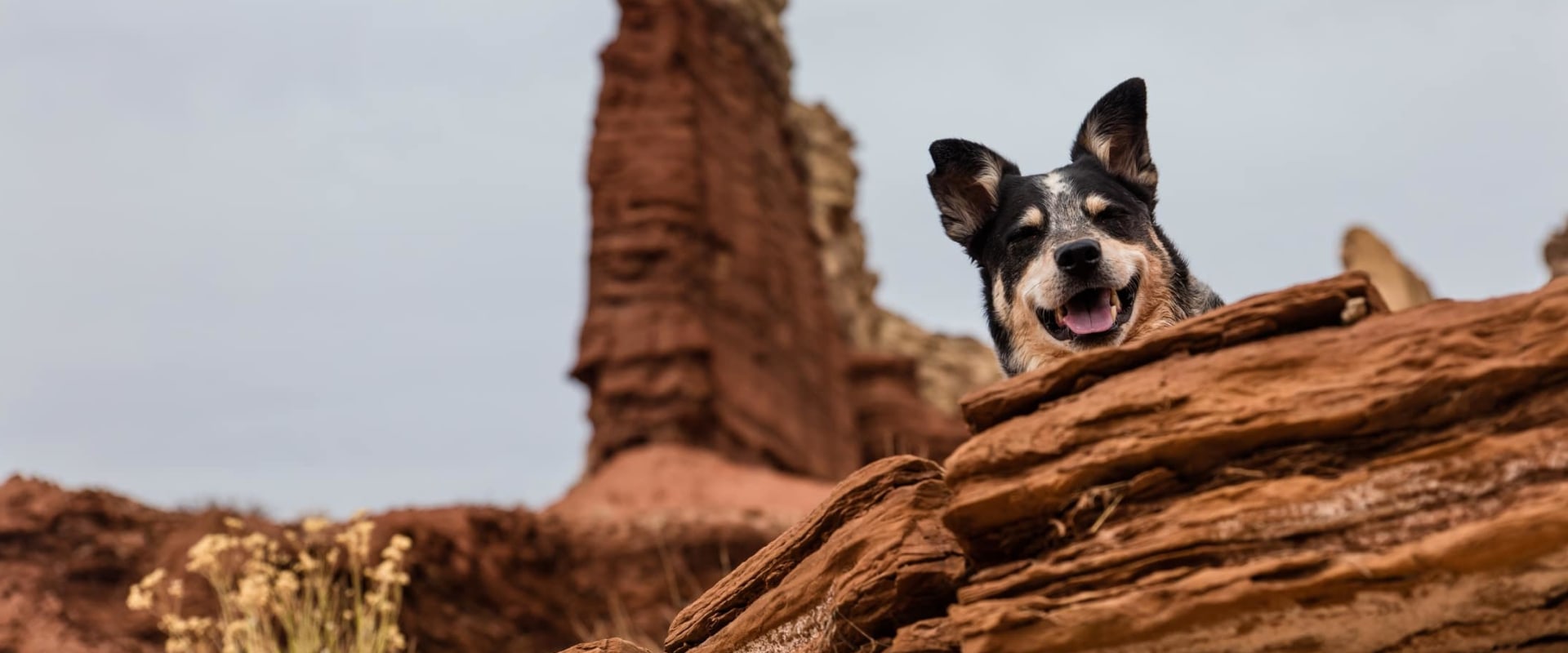 Are indoor pesticides safe for pets?