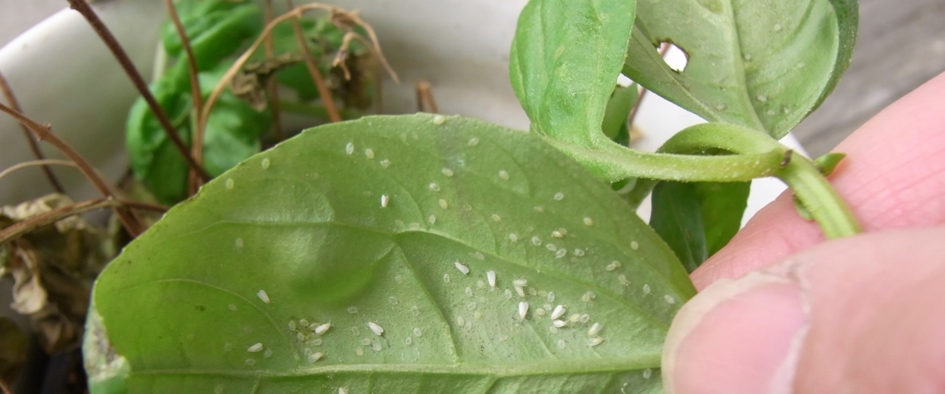 Which indoor plants attract bugs?