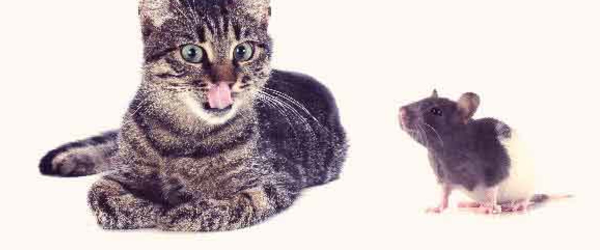Will indoor cats kill mice?