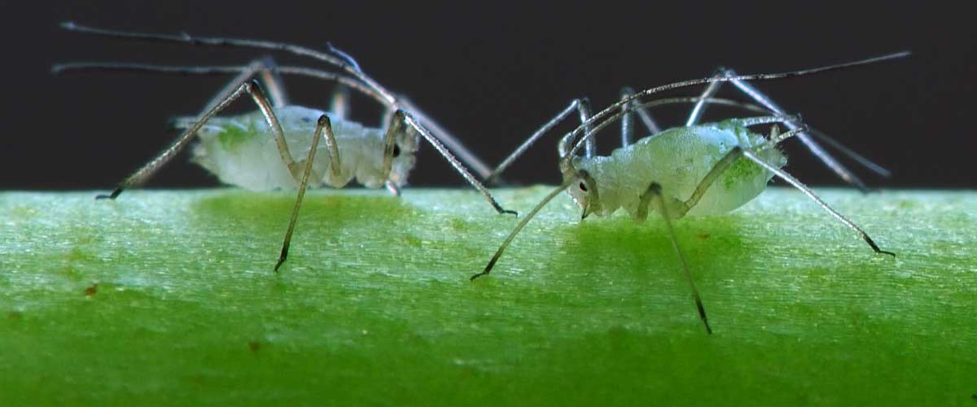 safest-indoor-pesticide