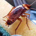 How many times do you have to exterminate to get rid of roaches?