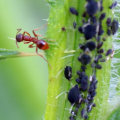 What are the 3 ways you can control pest without harming the environment?