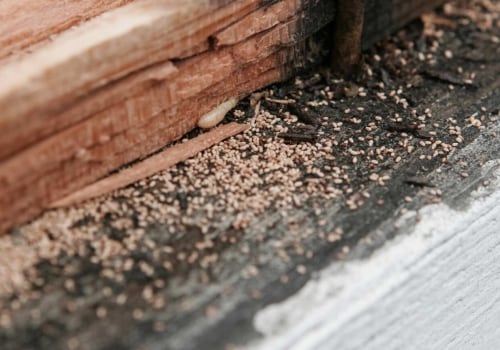 Why Homeowners Should Address Indoor Pest Problems Before They Affect Structural Components